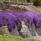 100 PCS Seeds Creeping Thyme Seeds or Multi-color ROCK CRESS