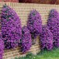 100 PCS Seeds Creeping Thyme Seeds or Multi-color ROCK CRESS
