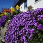 100 PCS Seeds Creeping Thyme Seeds or Multi-color ROCK CRESS