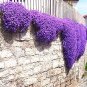 100 PCS Seeds Creeping Thyme Seeds or Multi-color ROCK CRESS