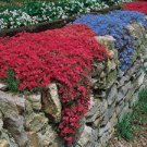 100 PCS Seeds Creeping Thyme Seeds Rock CRESS