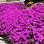 100 PCS Seeds Creeping Thyme Seeds Rock CRESS