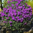 500 PCS Seeds Creeping Thyme Seeds Rock CRESS