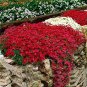 500 PCS Seeds Creeping Thyme Seeds Rock CRESS Dark Red Flowers