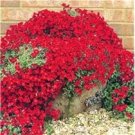 100 PCS Seeds Creeping Thyme Seeds Rock CRESS Ground Cover Flower