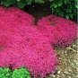100 PCS Seeds Creeping Thyme Seeds Rock CRESS Ground Cover Flower