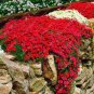 100 PCS Seeds Creeping Thyme Seeds Rock CRESS Ground Cover Flower