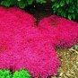 100 PCS Seeds Creeping Thyme Seeds Rock CRESS Ground Cover Flower
