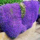 100 PCS Seeds Creeping Thyme Seeds Rock Cress Perennial Ground