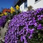 100 PCS Seeds Creeping Thyme Seeds Rock Cress Perennial Ground