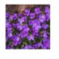 100 PCS Seeds Creeping Thyme Seeds Rock Cress Perennial Ground