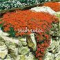 100 PCS Seeds Creeping Thyme Seeds Rock CRESS Plant