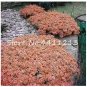 100 PCS Seeds Creeping Thyme Seeds Rock CRESS Plant