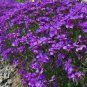 200 PCS Seeds Creeping Thyme Seeds Rock CRESS Plant