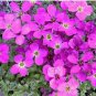 200 PCS Seeds Creeping Thyme Seeds Rock CRESS Plant