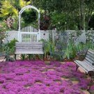 100 PCS Seeds Creeping Thyme Seeds Rock CRESS Plant 100 PCS Seeds Creeping Thyme Seeds Rock CRESS Plant