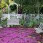 100 PCS Seeds Creeping Thyme Seeds Rock CRESS Plant