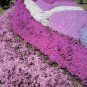 100 PCS Seeds Creeping Thyme Seeds Rock CRESS Plant