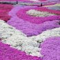 100 PCS Seeds Creeping Thyme Seeds Rock CRESS Plant