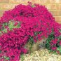 200 PCS Seeds Creeping Thyme Seeds Rock CRESS Plant