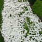 200 PCS Seeds Creeping Thyme Seeds Rock CRESS Plant
