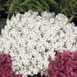 200 PCS Seeds Creeping Thyme Seeds Rock CRESS Plant