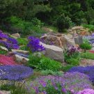 200 PCS Seeds Creeping Thyme Seeds Rock CRESS Plant Apple Green Flowers 200 PCS Seeds Creeping Thyme Seeds Rock CRESS Plant Apple Green Flowers