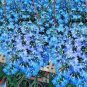 200 PCS Seeds Creeping Thyme Seeds Rock CRESS Plant Apple Green Flowers
