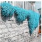 200 PCS Seeds Creeping Thyme Seeds Rock CRESS Plant Apple Green Flowers