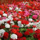 200 PCS Seeds Creeping Thyme Seeds Rock CRESS Plants 200 PCS Seeds Creeping Thyme Seeds Rock CRESS Plants