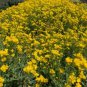 100 PCS Seeds Creeping Thyme Seeds Yellow Rock Cress Seeds Perennial Ground cover flower