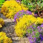 100 PCS Seeds Creeping Thyme Seeds Yellow Rock Cress Seeds Perennial Ground cover flower