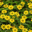 30 PCS Seeds Creeping Zinnias Sanvitalia Flower