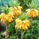 30 PCS Seeds Crown Imperial Bonsai Wang Fritillaria Bonsai