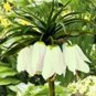 30 PCS Seeds Crown Imperial Bonsai Wang Fritillaria Bonsai