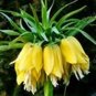 30 PCS Seeds Crown Imperial Bonsai Wang Fritillaria Bonsai