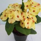 20 PCS Seeds Crown of Thorn Flower