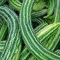 50 PCS Seeds Cucumber Armenia Vegetable
