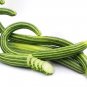 50 PCS Seeds Cucumber Armenia Vegetable
