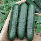 20 PCS Seeds Cucumber Dark Green Crisp Barbed Vegetable 20 PCS Seeds Cucumber Dark Green Crisp Barbed Vegetable