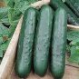 20 PCS Seeds Cucumber Dark Green Crisp Barbed Vegetable