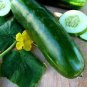 20 PCS Seeds Cucumber Dark Green Crisp Barbed Vegetable