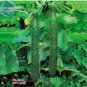 20 PCS Seeds Cucumber Dark Green Crisp Barbed Vegetable