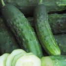20 PCS Seeds Cucumber Japanese Short Thick Vegetable