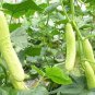 10 PCS Seeds Cucumber Long White Wonder