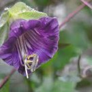 16 PCS Seeds Cup And Saucer Vine Purple 16 PCS Seeds Cup And Saucer Vine Purple