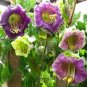 16 PCS Seeds Cup And Saucer Vine Purple
