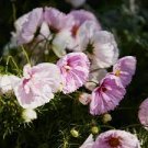 30 PCS Seeds Cupcakes Mix Cosmos 30 PCS Seeds Cupcakes Mix Cosmos