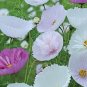 30 PCS Seeds Cupcakes Mix Cosmos