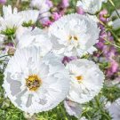 30 PCS Seeds Cupcakes Mix Cosmos Seeds Hardy Plant Flower 30 PCS Seeds Cupcakes Mix Cosmos Seeds Hardy Plant Flower